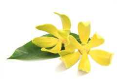 Гидролат Иланг-Иланга